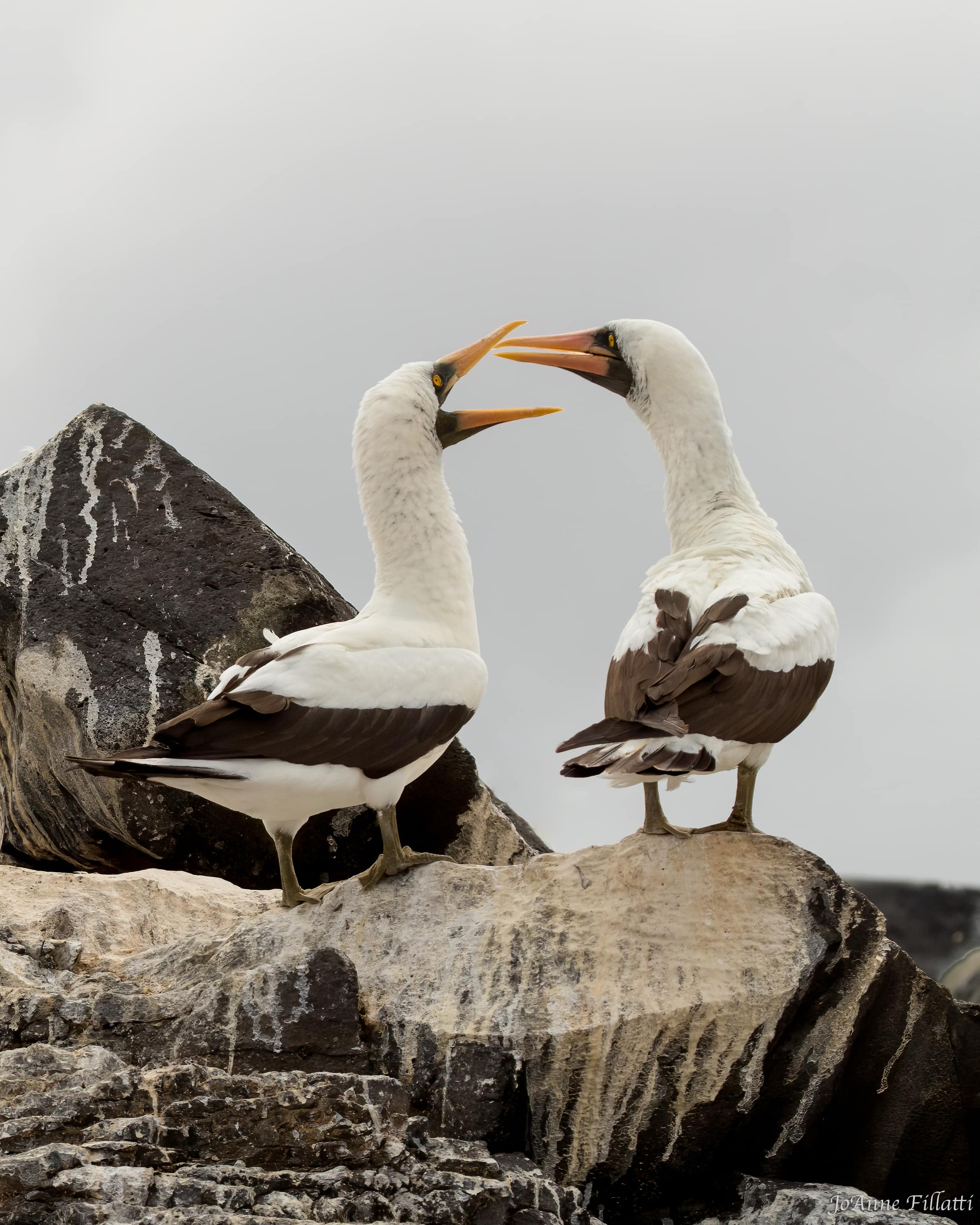 bird of galapagos image 18